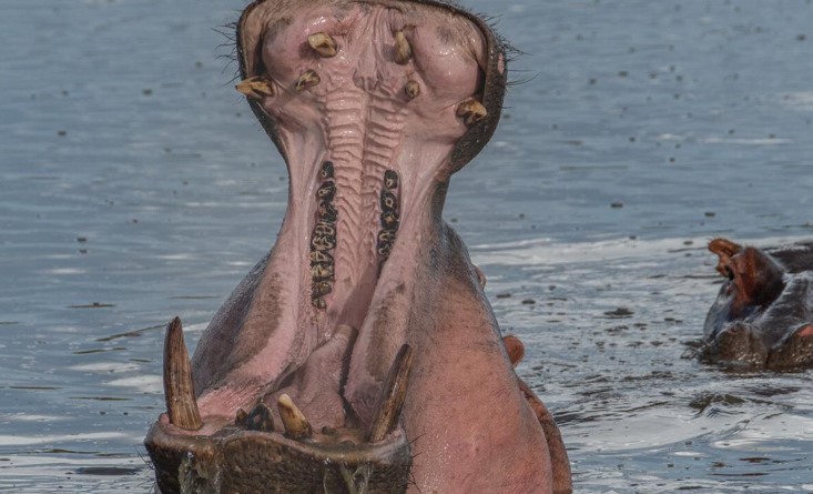 A Hippo Kills A Man In  Ewaso Nyiro River